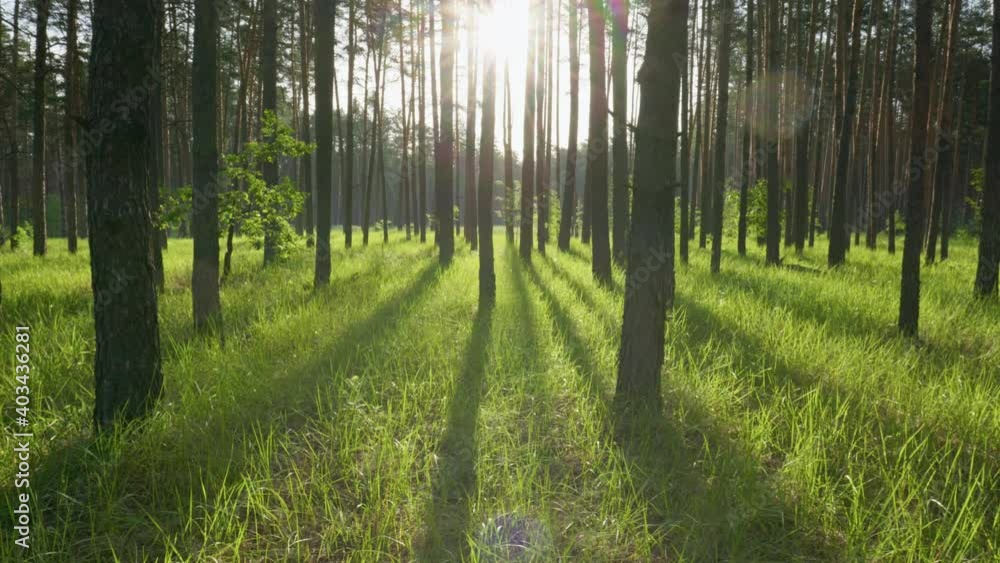 Poster walk in the spring forest in the early morning. sun breaks through the tree trunks and illuminates g
