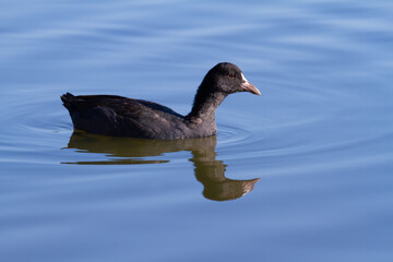 Eurasian coot, Fulica atra. The bird floats on the blue morning river