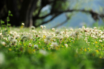 PRIMAVERA