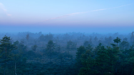 morning fog over tree tops, before sunrise, blurred and blurred tree silhouettes, dawn, autumn