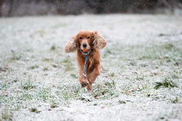 Fototapeta premium A English Cocker Spaniel dog playing in snow, Prague, Czech Republic