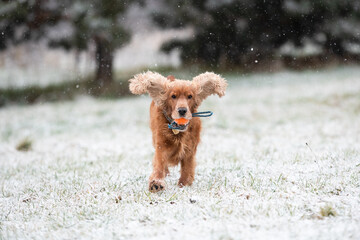 A English Cocker Spaniel dog playing in snow, Prague, Czech Republic