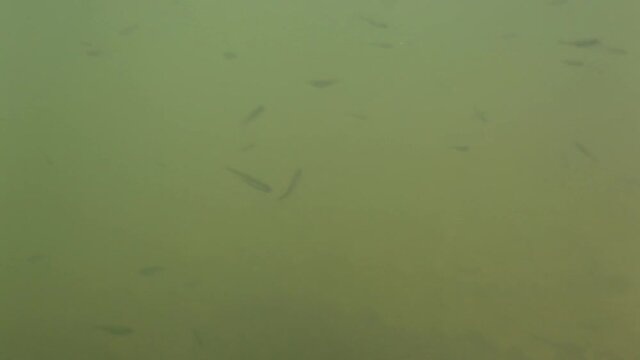 Underwater photo of school of fish fry in the flooded plain of the Drava River, Croatia