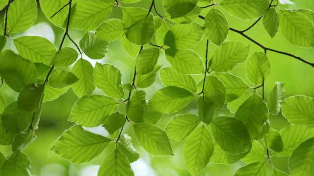 Green fresh leaves waving in the wind background. Spring beech leaves with beautiful bokeh. Spring nature concept