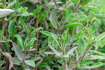 Medicinal herbs. Unconventional medicine. Leaves of medicinal sage