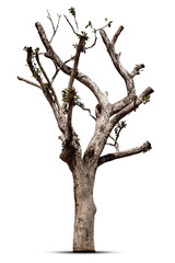 Fototapeta premium Dead tree isolated on white background.