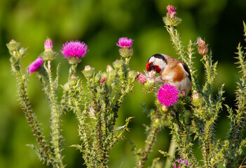 European goldfinch, Carduelis carduelis. A bird sitting on a thistle and eat seeds