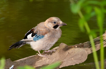 Eurasian jay, Garrulus glandarius. A young bird sits on a fallen tree above the river