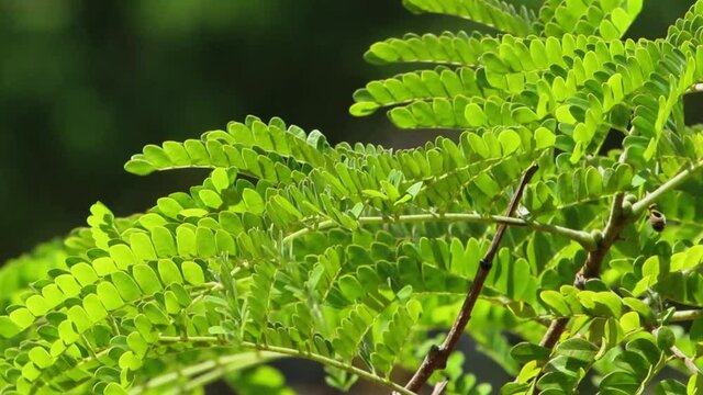 The wind shakes the delicate leaves of a new branch.