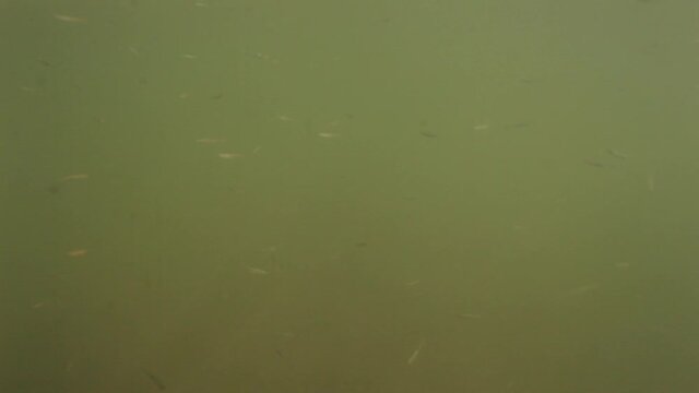 Underwater photo of school of fish fry in the flooded plain of the Drava River, Croatia