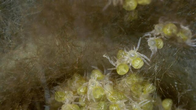 Frisch aus Eikokon geschl&uuml;pfte Jungspinnen der Wespenspinne  Argiope bruennichi
