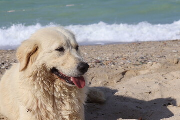 dog on the beach