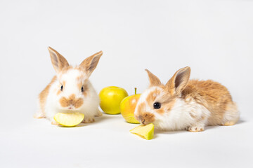 Obraz premium Two little rabbits are eating apples on a white background. Pet rabbit food.