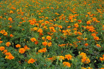 Calathids of bright orange Tagetes patula in July