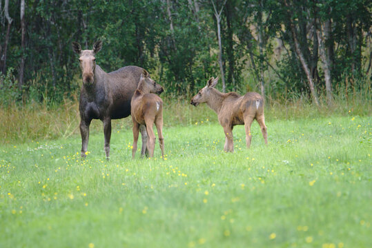 Elk Cow and Calves, Melbu, Hadseloya Island, Lofoten Archipelago, Norway