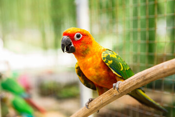 Belarus, Amazon Parrot, Animal, Animal Body Part, Animal Head