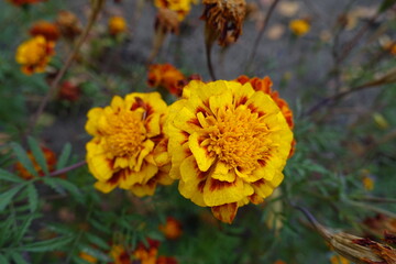 Amber yellow and red flower heads of Tagetes patula in October
