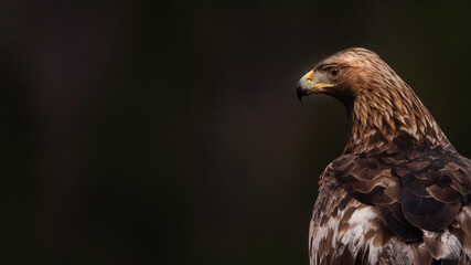 Norwegian Golden Egle (Aquila chrysaetos) portrait with negative space