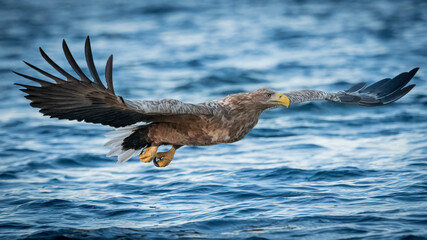 Norwegian White-tailed eagle (Haliaeetus albicilla) catching fish 