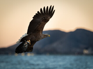Norwegian White-tailedeagle (Haliaeetus albicilla) flying amidst pastel clouds with  fish and negative space