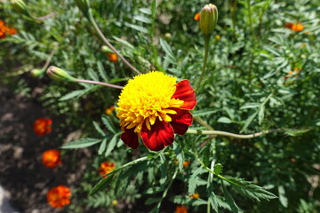 Brilliant yellow and red flower head of Tagetes patula in July