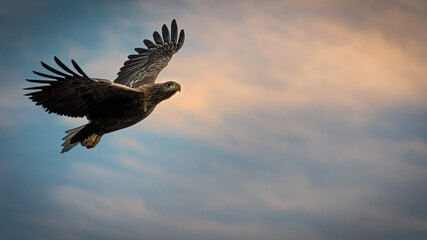 Norwegian White-tailed eagle (Haliaeetus albicilla) flying amidst pastel clouds with negative space