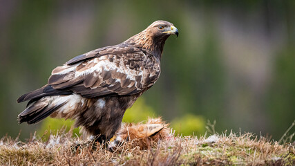 Norwegian Golden Egle (Aquila chrysaetos) with fox prey