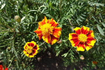 Bundle of three red and yellow flowers of Tagetes patula in July
