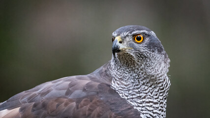 Northern goshawk ( Accipiter gentilis)  portrait with negative space