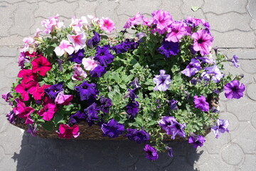 Bright and colorful flowers of petunias in May