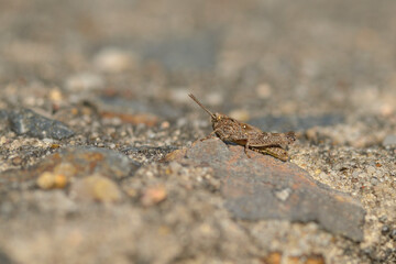Nymphe der Blauflügeligen Ödlandschrecke (Oedipoda caerulescens)