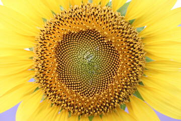 Closeup detail of sun flower in garden, Beautiful yellow flower