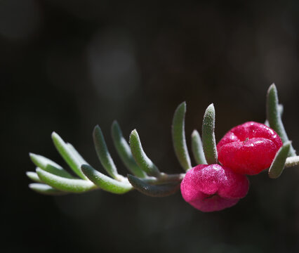 Enchylaena tomentosa