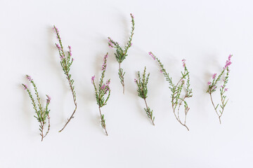 Calluna vulgaris, common heather, ling on a white background. Regenerates following occasional burning, by sheep or cattle grazing.