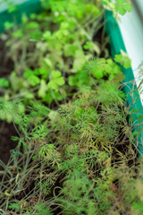 Dill greens, spring home greens, soft selective focus. the garden on the windowsill