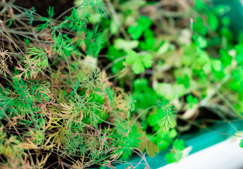 Dill greens, spring home greens, soft selective focus. the garden on the windowsill