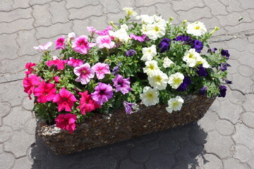 Fototapeta na wymiar White, pink and purple flowers of petunias in May