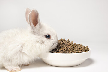 A small white rabbit eats feed on a white background. Balanced food for pets, pet food store compound feed