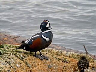 Harlequin duck (Histrionicus histrionicus) standing on the rocks near shoreline