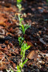 Planting seedling of morning glory grow in fertile soil in the vegetable garden. Green seedling from farm organic agriculture and health food concept.