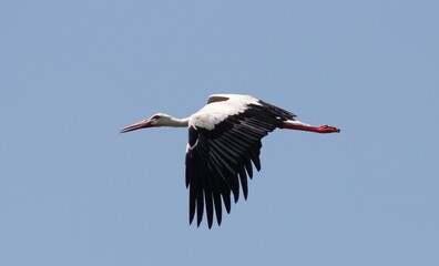 cicogna in volo