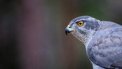 Northern goshawk ( Accipiter gentilis) portrait with negative space