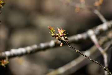 The first buds on the bransch of a tree..