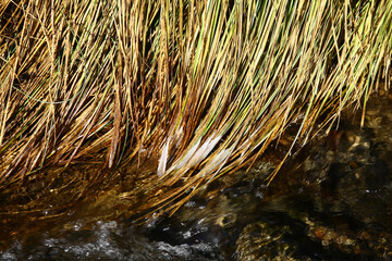 Frozen grass by the stream