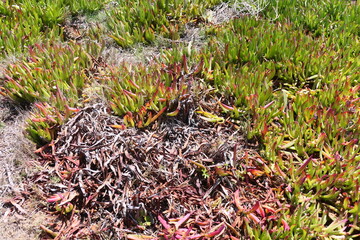 Bewässerungssysteme bei Joubertina. Dürre in Südafrika. Viele Stauseen sind ausgetrocknet. Sogar sukkulente Pflanzen vertrocknen.