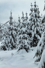 Tannen, Fichten mit Schnee bedeckter Landschaft