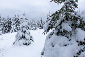 Tannen, Fichten mit Schnee bedeckter Landschaft