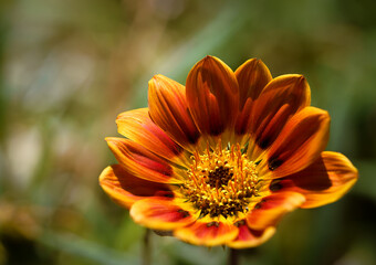 A red gazania flower in super macro shot