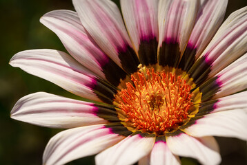 A white gazania flower in super macro shot