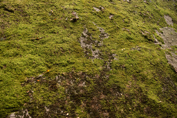 Green moss on a large boulder..
